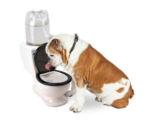 The Toilet Water Dish